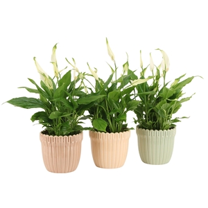 7502489: Solutionss Contradiction