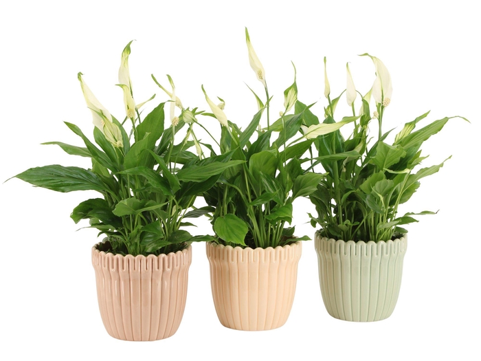 <h4>7502489: Solutionss Contradiction</h4>