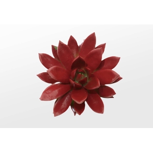 Echeveria Agavoides Paint Bordeaux Cutflower Wincx