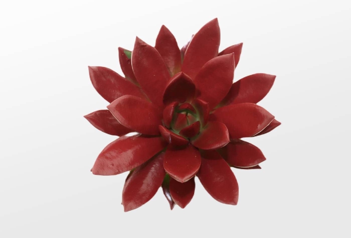 <h4>Echeveria Agavoides Paint Bordeaux Cutflower Wincx</h4>