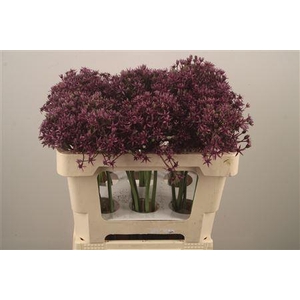 Allium Miami X30