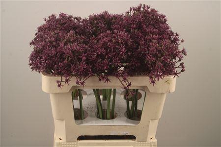 <h4>Allium Miami</h4>