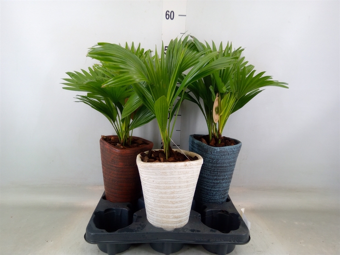<h4>Livistona rotundifolia</h4>