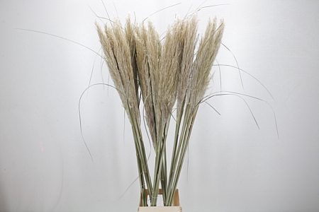 Cortaderia