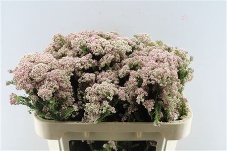 <h4>Ozoth Cooks Tall Pink</h4>