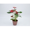 ANTHURIUM EDISON P15