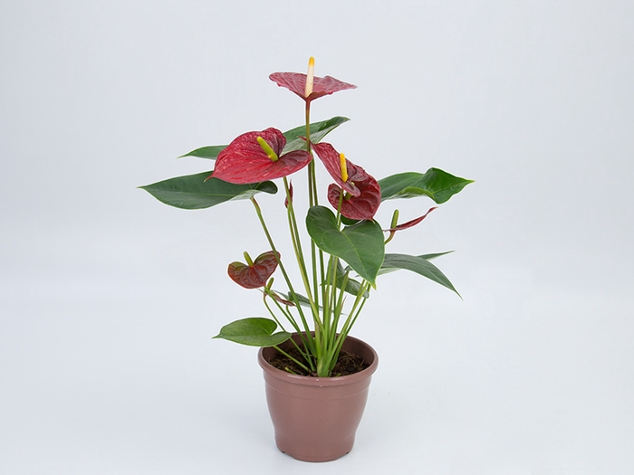 <h4>ANTHURIUM EDISON P15</h4>