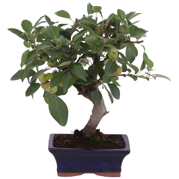 <h4>Bonsai Outdoor Deluxe Malus domestica ø15cm</h4>
