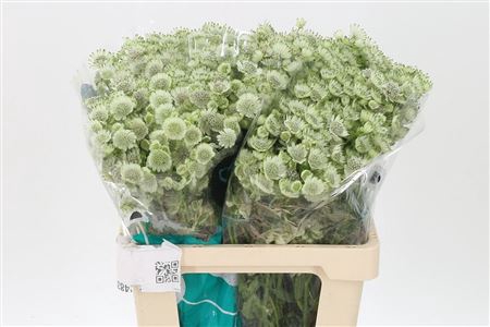 <h4>Astrantia Billion Star White Xl</h4>