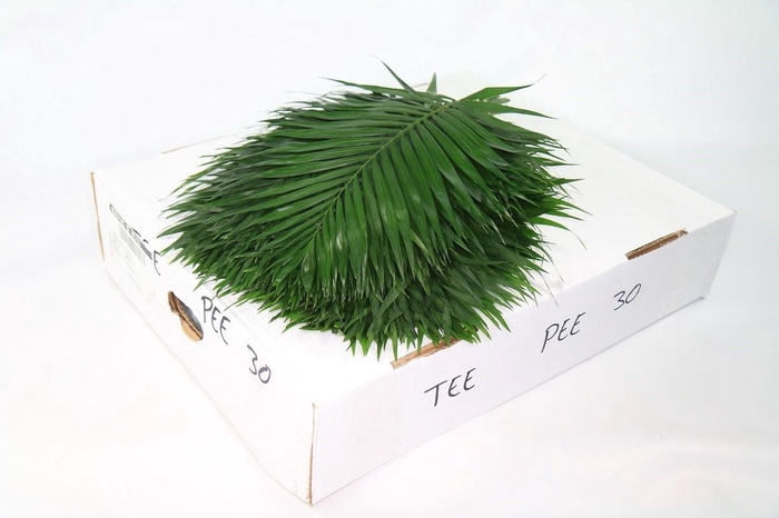 <h4>TeePee (air)</h4>