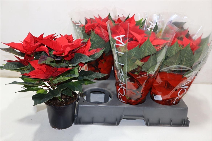 <h4>Euphor Pulcherrim Ov Rood</h4>