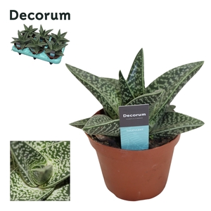 Aloe Aveo Decorum+Steker