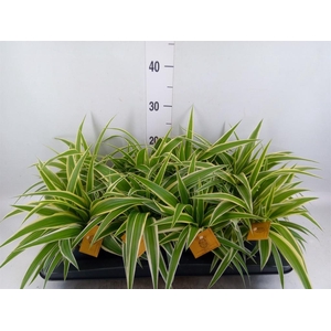 Chlorophytum com. 'Ocean'