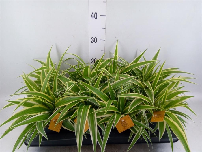 <h4>Chlorophytum com. 'Ocean'</h4>