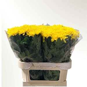 CHR G JAYZ YELLOW