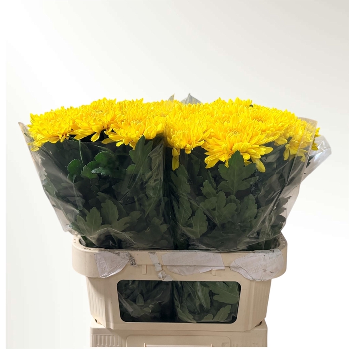 <h4>CHR G JAYZ YELLOW</h4>