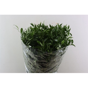 Ruscus Medium 120gr P Bunch
