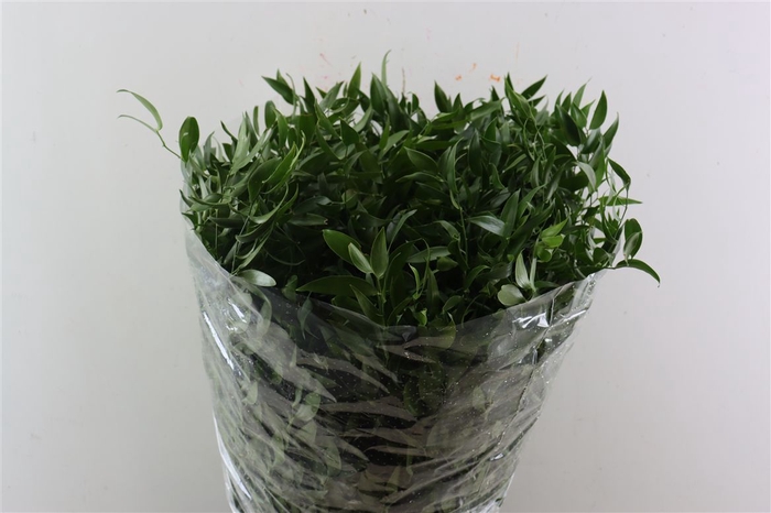 <h4>Ruscus Medium 120gr P Bunch</h4>