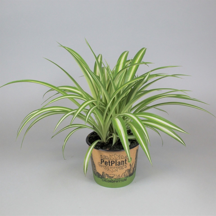 <h4>Chlorophytum com. 'Variegatum'</h4>