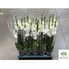 Phalaenopsis Biały 12Ø 70cm 3 Pędy