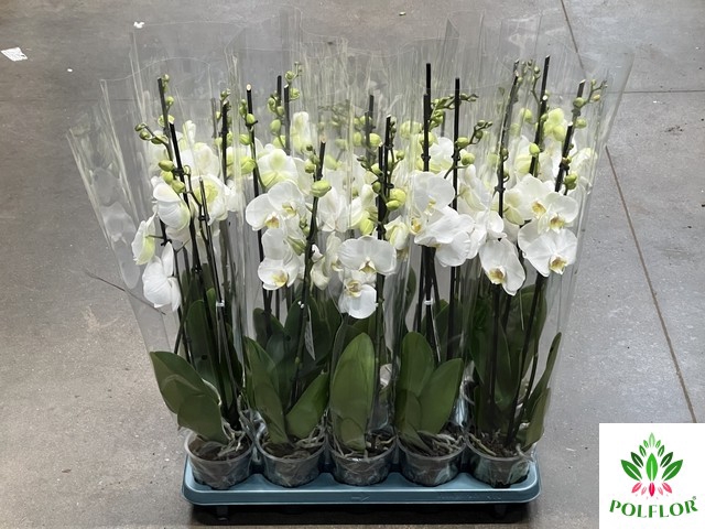 Phalaenopsis Biały 12Ø 70cm 3 Pędy