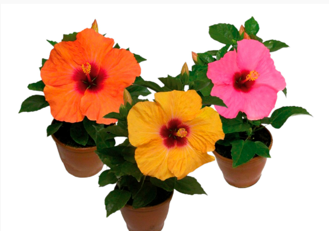 <h4>HIBISQS P15</h4>