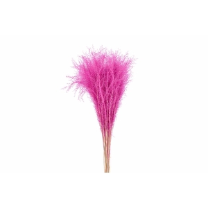 Dried Silvergrass Lightpink 5pc Bunch
