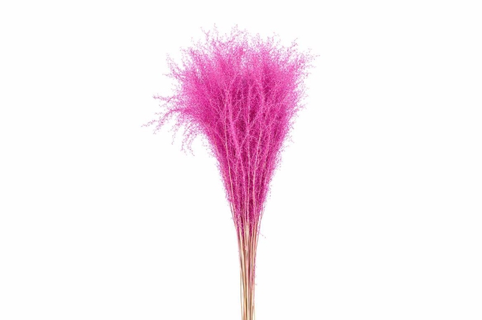 <h4>Dried Silvergrass Lightpink 5pc Bunch</h4>