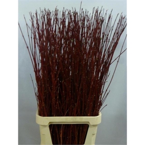 CORNUS ALBA SIBIRICA ROOD 120 CM X100