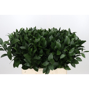 RUSCUS HYPOPHYLLUM