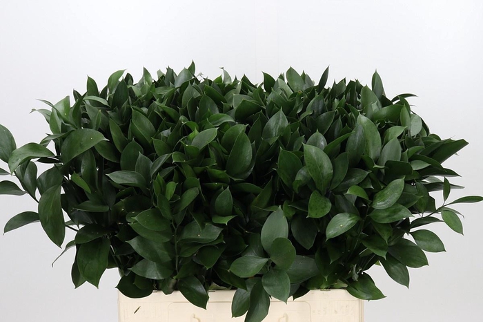 <h4>RUSCUS HYPOPHYLLUM</h4>