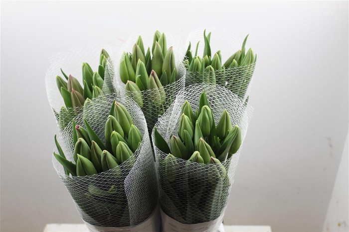 <h4>Tu Fr En Romaine</h4>