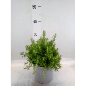 Rosmarinus offi. 'Prostratus'