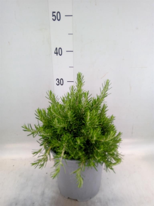 <h4>Rosmarinus offi. 'Prostratus'</h4>