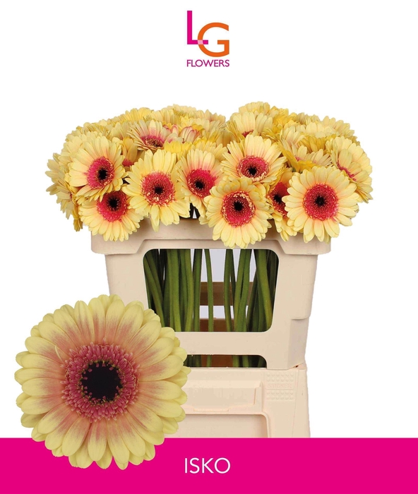 <h4>GERMINI ISKO</h4>