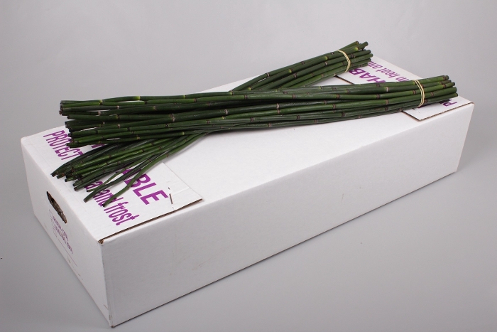 <h4>BAMBOE PAAL 200CM</h4>