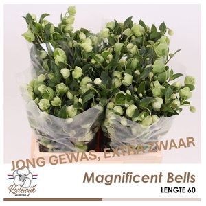 HELL  MAGNIFIC BELLS