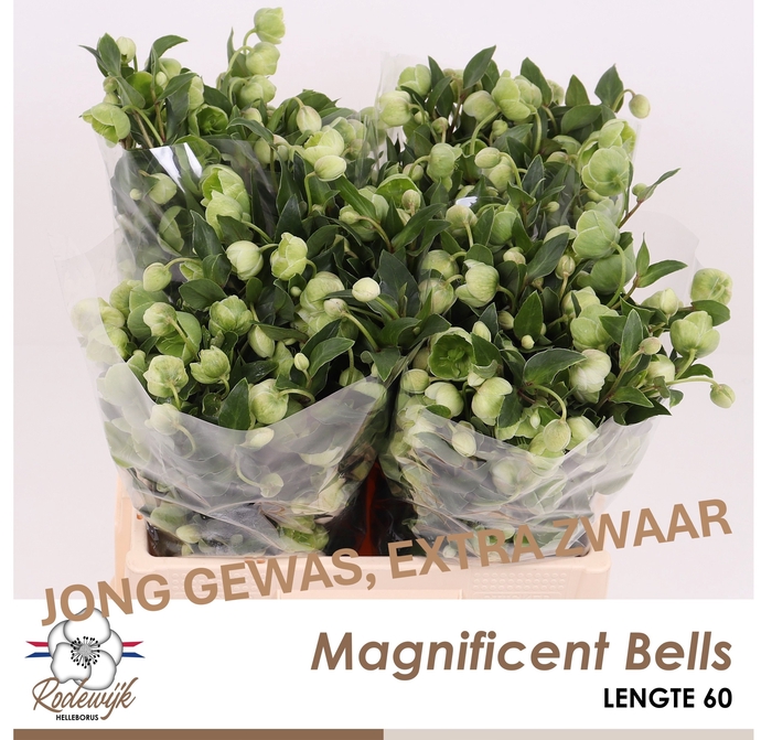 <h4>HELL  MAGNIFIC BELLS</h4>