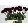 Dahlia Black Lars