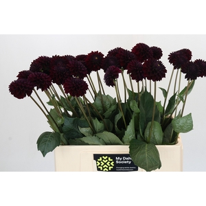 Dahlia Black Lars