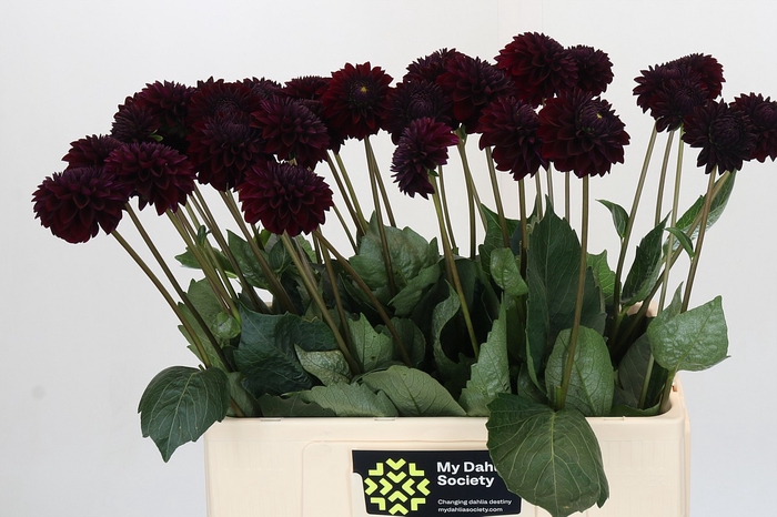 Dahlia Black Lars
