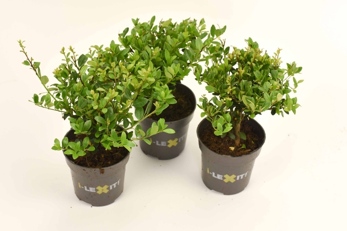 Ilex crenata 'Dark Green' bush 10-15cm