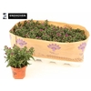 Aster Showm Pret Pin