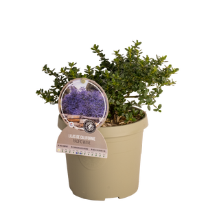 Ceanothus overig
