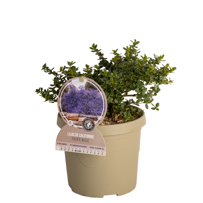 <h4>Ceanothus overig</h4>