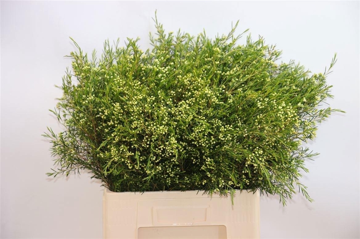 <h4>CHAME UN EVE</h4>