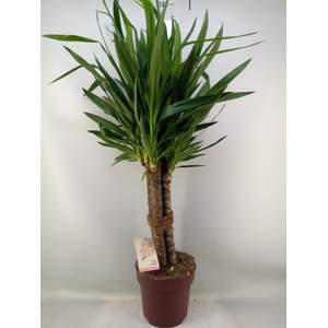 Yucca elephantipes   ...