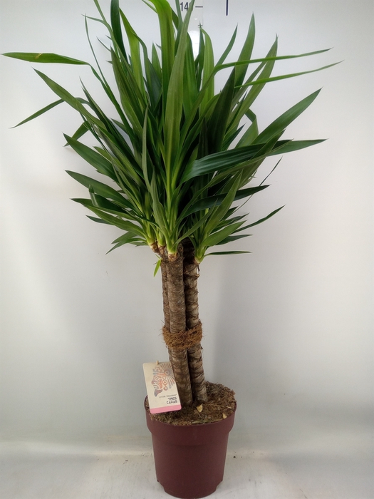 <h4>Yucca elephantipes   ...</h4>