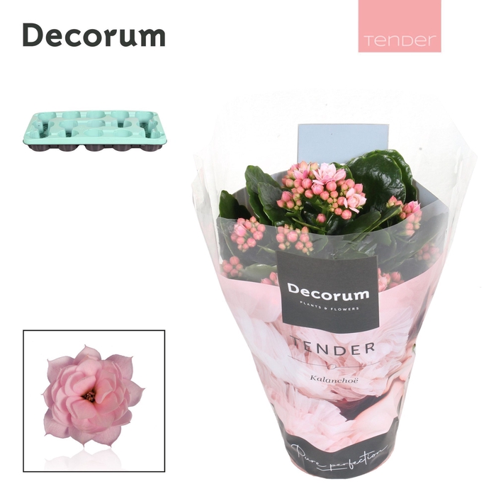 <h4>Kalanchoe Decorum TENDER - Serenity Soft Pink</h4>