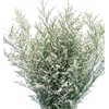 LIMONIUM BRANCO 070 CM